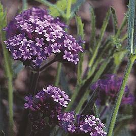 Verbena bonariensis Seeds - Purple Elegance