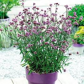 Verbena bonariensis Lollipop