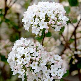 Viburnum x burkwoodii Anne Russell
