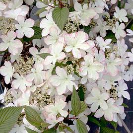 Viburnum plicatum f. tomentosum Kilimanjaro Sunrise