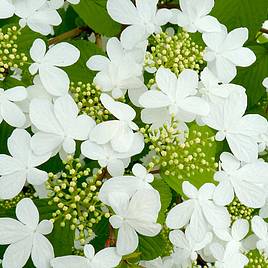 Viburnum plicatum f. tomentosum Kilimanjaro