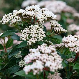 Viburnum tinus Eve Price