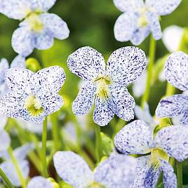Viola Freckles - Seeds