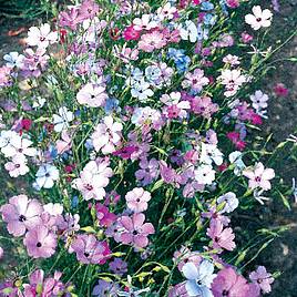 Viscaria Angel Mixed - Seeds