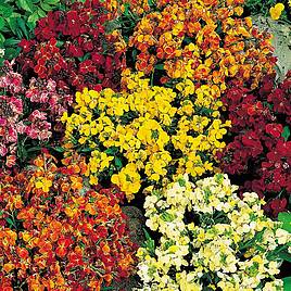 Wallflower Seeds - Persian Carpet Mix