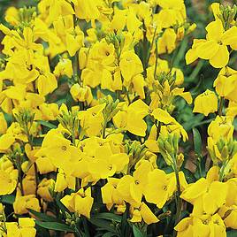 Wallflower Cloth of Gold - Seeds