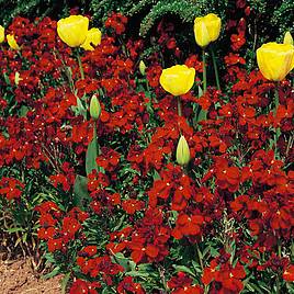 Wallflower Seeds - Fire King