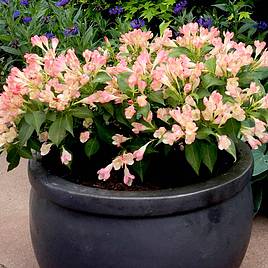 Weigela All Summer Peach