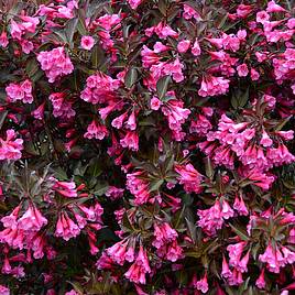 Weigela florida Alexandra