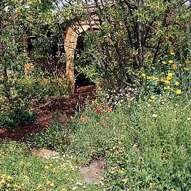 Wild Flower Lawn Mixed - Seeds