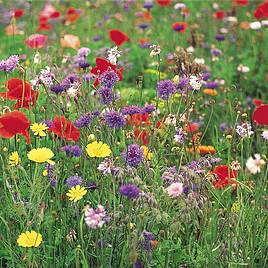 Wildflower Seeds - Collection