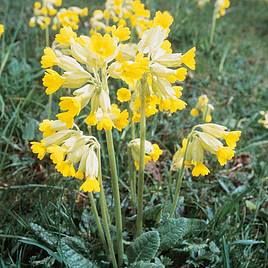 Cowslip - Seeds