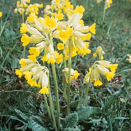 Cowslip Seeds