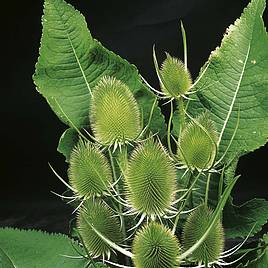 Teasel - Seeds for Pollinators