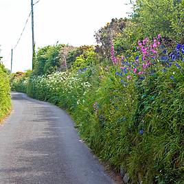 Country Hedgerow Mix - Seeds