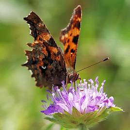 Butterfly Mix Seeds