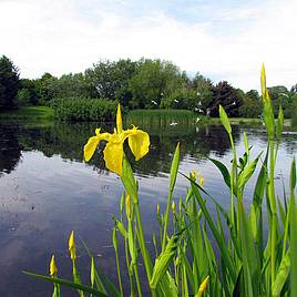Perfect by Ponds Mix - Seeds