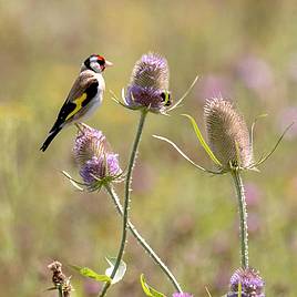 The Birds and Bees Mix - Seeds
