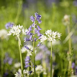 Woodland Garden Mix - Seeds