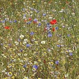 Cornfield Annuals Mix - Seeds