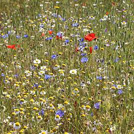 Cornfield Annuals Mix Seeds