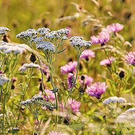 Fragrant Flowers Mix - Native British Wildflower Seeds