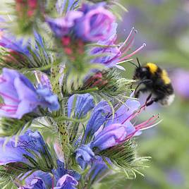 Wildflower Honeybee Mix Seeds