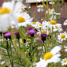 Pretty Perennials Mix - Seeds
