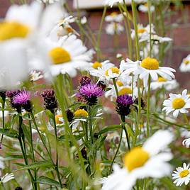 Pretty Perennials Mix Seeds