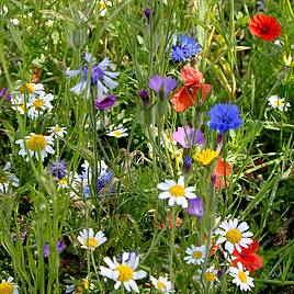 Colourful Annuals Mix - Seeds