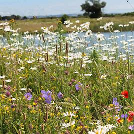 Native British Wildflowers Window Box Mix - Seeds