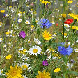 Native British Wildflowers Patio Pots Mix - Seeds