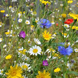 Wildflower Mix Seeds - Patio Pots