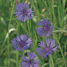 Seeds for Pollinators - Field Cornflower
