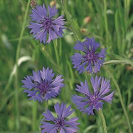 Cornflower Seeds - Field Cornflower