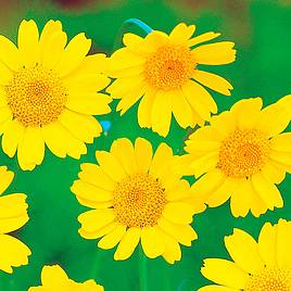 Corn Marigold - Wildlife Garden Seeds