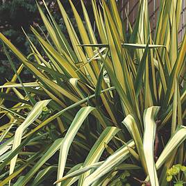 Yucca Filamentosa Color Guard