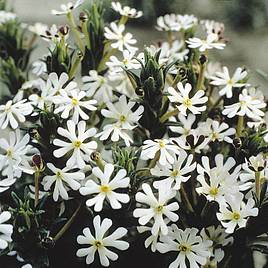 Night Phlox - Seeds