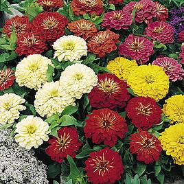 Zinnia Seeds - Bright Spark Mix