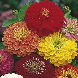 Zinnia Seeds - Fireworks Mix