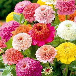 Zinnia Seeds - Faberge Mix