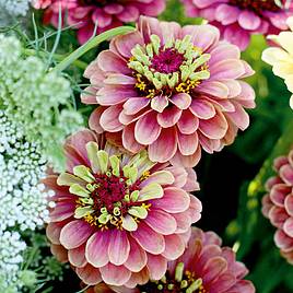 Zinnia Seeds - Queen Red Lime