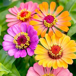 Zinnia Seeds - Molotov Mix