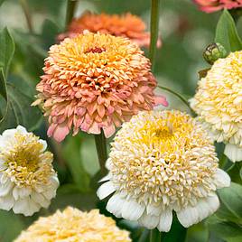 Zinnia seeds - Peaches & Cream