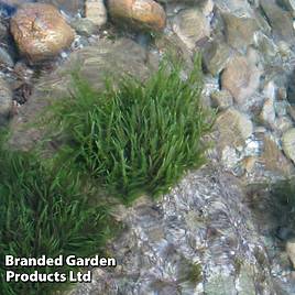 Fontinalis antipyretica (Oxygenating Aquatic)