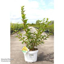 Forsythia koreana Flying Machine