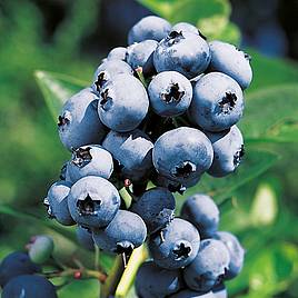 Blueberry Rubel