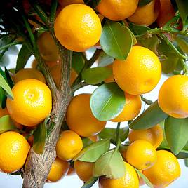 Citrus Calamondin