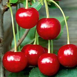 Cherry Crown Morello
