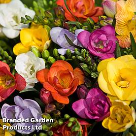 Freesia Royal Crown Mix - Seeds